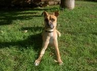 Pet Friendly condo for rent in Sukhumvit Bangkok